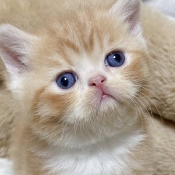 エキゾチックショートヘア【奈良県・男の子・2025年11月11日・レッドタビー&ホワイト（短毛）】の写真「真ん丸キュート🩷甘えた君🩷」