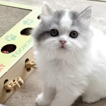 猫の顔 プラスチック製 Amazon | Mr.Z 1/6 サイズ エキゾチック・ショートヘア 猫
