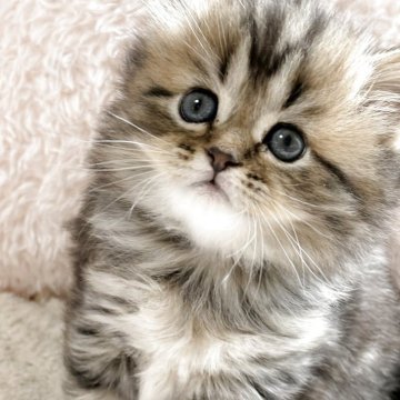 ミヌエット(長足)【奈良県・女の子・2025年11月9日・ブラウンマッカレルタビー（長毛）】の写真「かなり可愛い🩷」