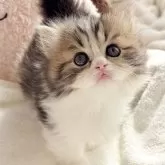 ミヌエット(短足)