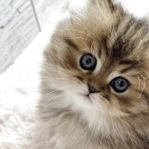 ミヌエット(短足)