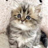 ミヌエット(長足)