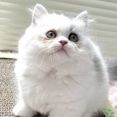 ミヌエット(短足)