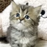 ミヌエット(長足)