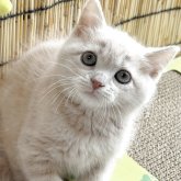 スコティッシュフォールド(立ち耳)