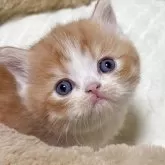 エキゾチックショートヘア