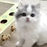 スコティッシュフォールド(立ち耳)【奈良県・男の子・2025年3月2日・ブルー&ホワイトバン】の写真1「かなり美猫くん✨✨」