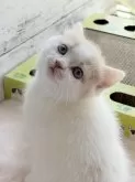 スコティッシュフォールド(立ち耳)【奈良県・男の子・2025年3月3日・クリーム&ホワイト】の写真2