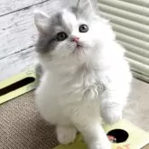 スコティッシュフォールド(立ち耳)【奈良県・男の子・2025年3月2日・ブルー&ホワイトバン】の写真4