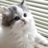 スコティッシュフォールド(立ち耳)【奈良県・男の子・2025年3月2日・ブルー&ホワイトバン】の写真6