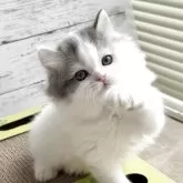 スコティッシュフォールド(立ち耳)【奈良県・男の子・2025年3月2日・ブルー&ホワイトバン】の写真7