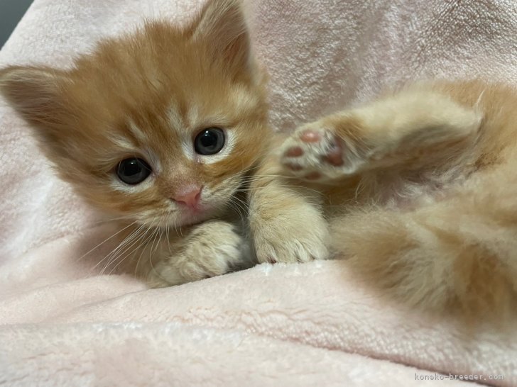 可愛くてごめん💕｜関　未来(せき　みらい)ブリーダー(福岡県・マンチカン・ICC/NAG登録)の紹介写真4