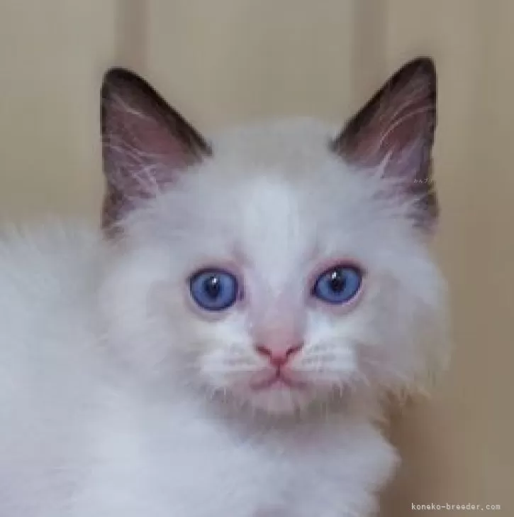 ID：2507-01412の子猫