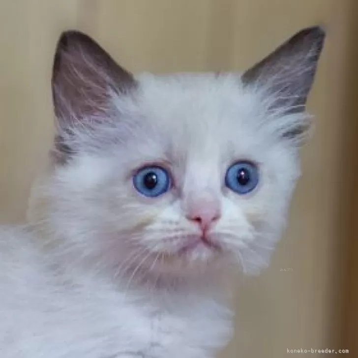 ID：2507-01411の子猫