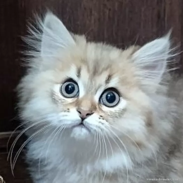 ID：2504-01127の子猫