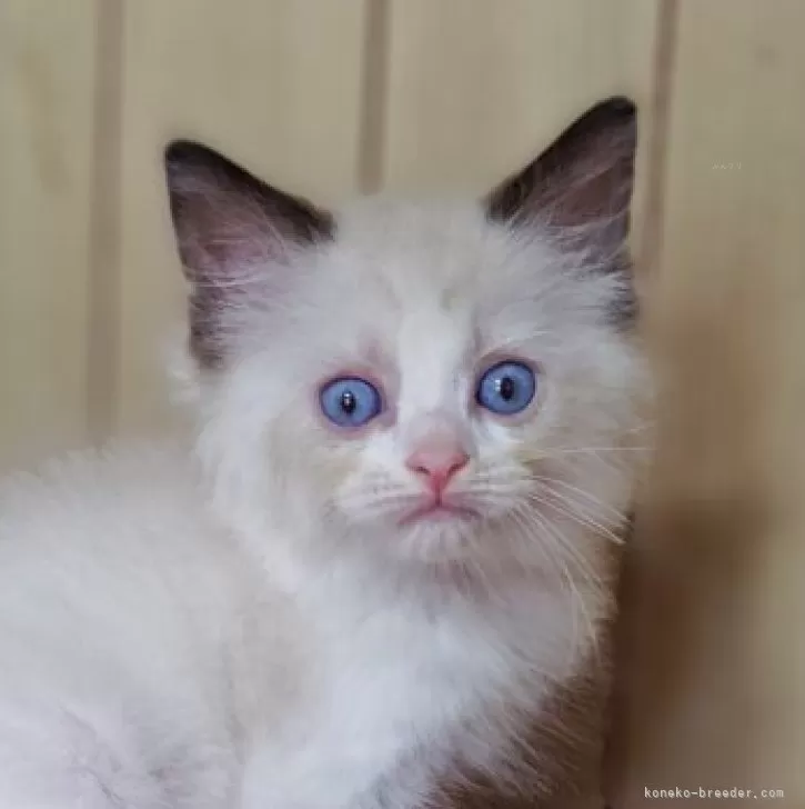 ID:2507-01414の子猫
