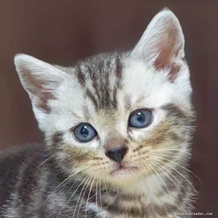 ID：2606-00245の子猫