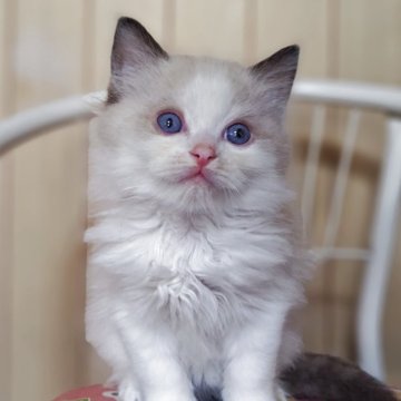 ラグドール【兵庫県・男の子・2025年9月29日・シールポイントバイカラー】の写真「もふもふでかわいい男の子☆」