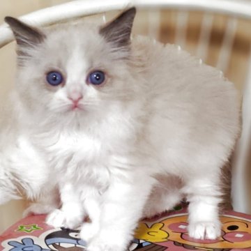 ラグドール【兵庫県・男の子・2025年9月29日・シールポイントバイカラー】の写真「もふもふでかわいい男の子☆」