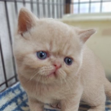 エキゾチックショートヘア【兵庫県・男の子・2025年5月25日・クリームタビー】の写真「ぶちゃかわです♡」