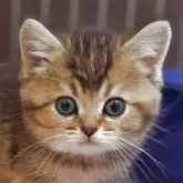 ブリティッシュショートヘア