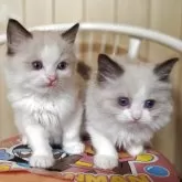 ラグドール【兵庫県・男の子・2025年9月29日・シールポイントバイカラー】の写真6