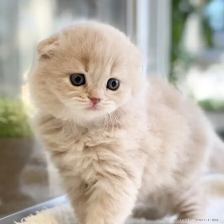 ID:2309-00784の子猫