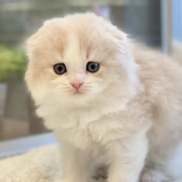 ID:2309-00875の子猫
