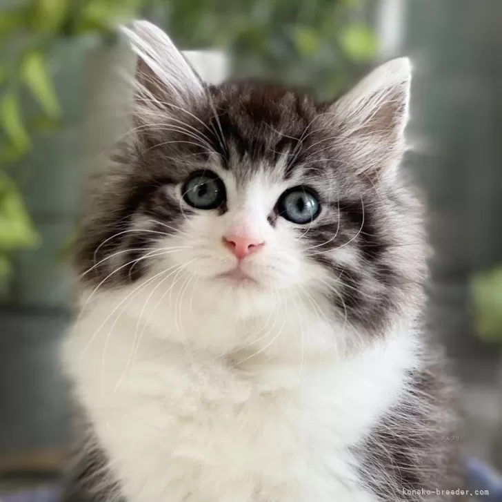 ID:2407-00481の子猫