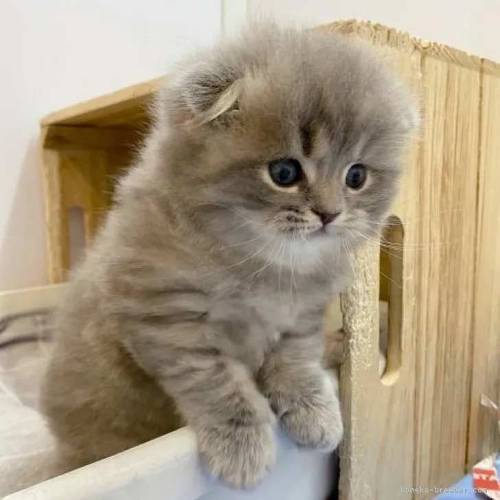 ID：2303-01997の子猫