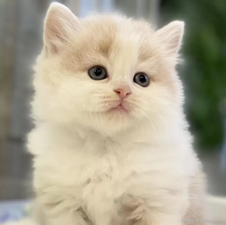 ID：2403-00068の子猫