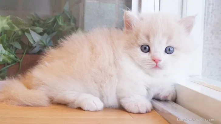 ID:2108-00650の子猫