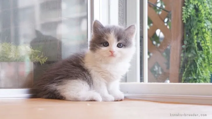 ID：2203-02121の子猫