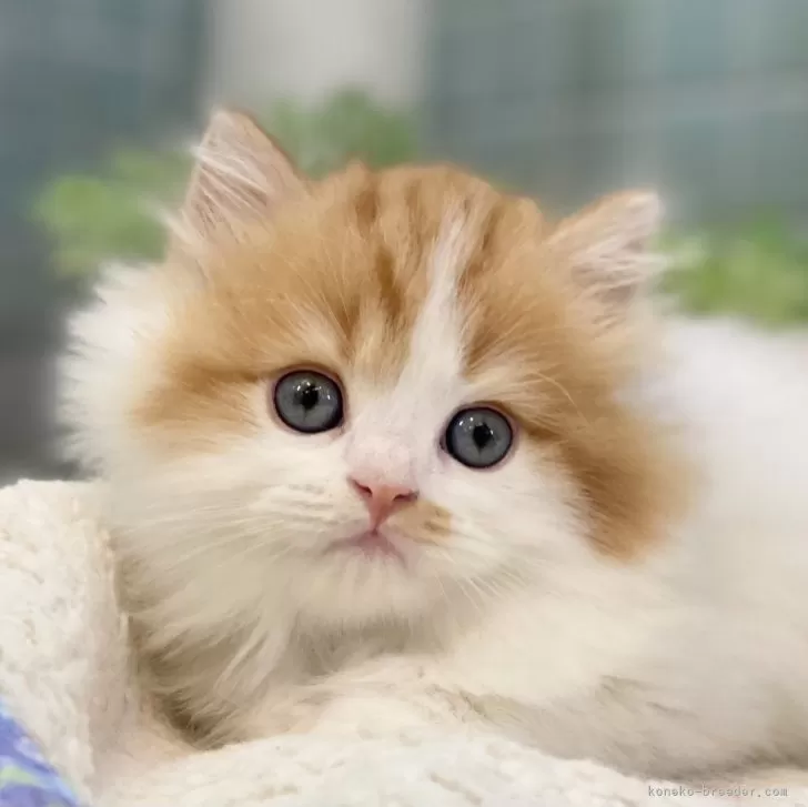 ID：2407-02639の子猫