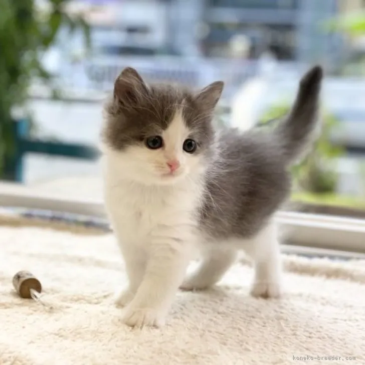 ID:2307-00339の子猫
