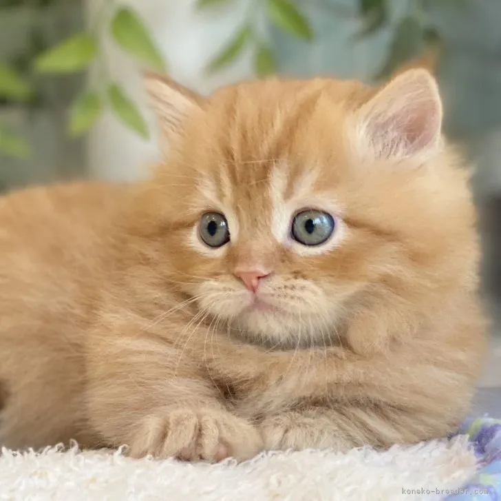 ID：2307-03476の子猫