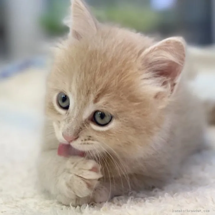 ID:2310-02369の子猫