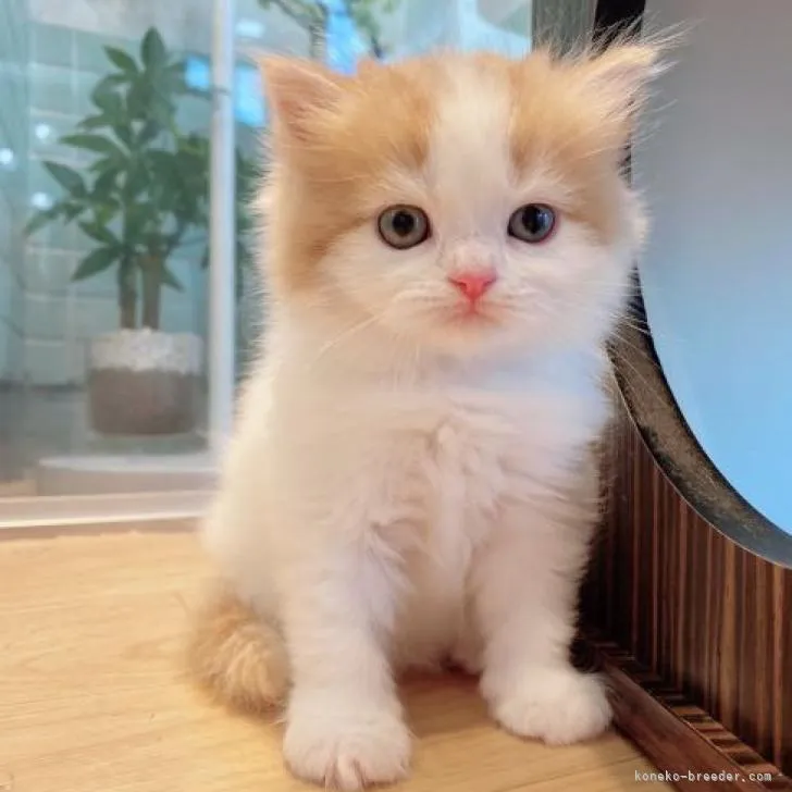 ID：2207-02554の子猫