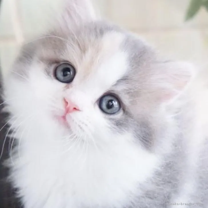 K.H 様のお迎えした子猫