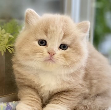 サイベリアン【愛知県・男の子・2024年1月13日・クリームタビー&ホワイト（ロングヘア）】の写真「★ふわもこ　☆可愛い　★人懐っこい」