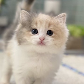 サイベリアン【愛知県・女の子・2023年9月3日・ブルーパッチドタビー&ホワイト（ロングヘア）】の写真「★ふわもこ　☆可愛い　★人懐っこい　」