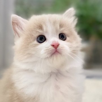 サイベリアン【愛知県・男の子・2023年9月3日・クリームタビー&ホワイト（ロングヘア）】の写真「★ふわもこ　☆可愛い　★人懐っこい　」