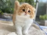 スコティッシュフォールド(折れ耳)【愛知県・男の子・2024年5月3日・レッドタビー&ホワイト】の写真2