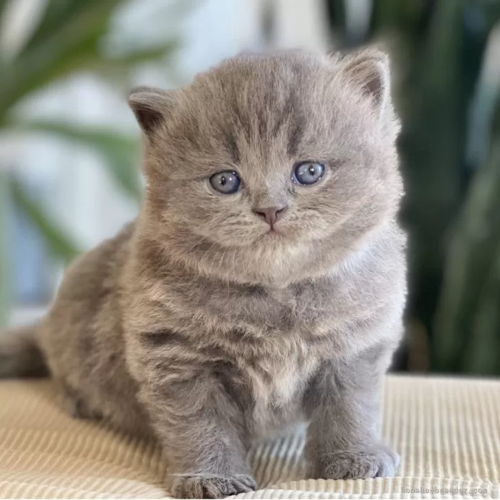 ID：2504-03656の子猫