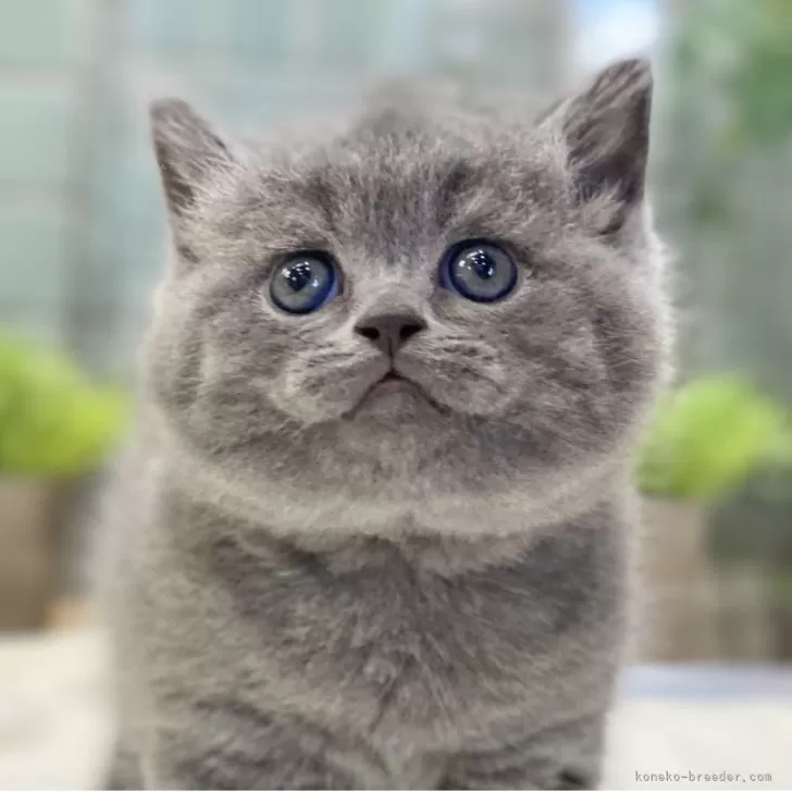 ID：2505-00770の子猫