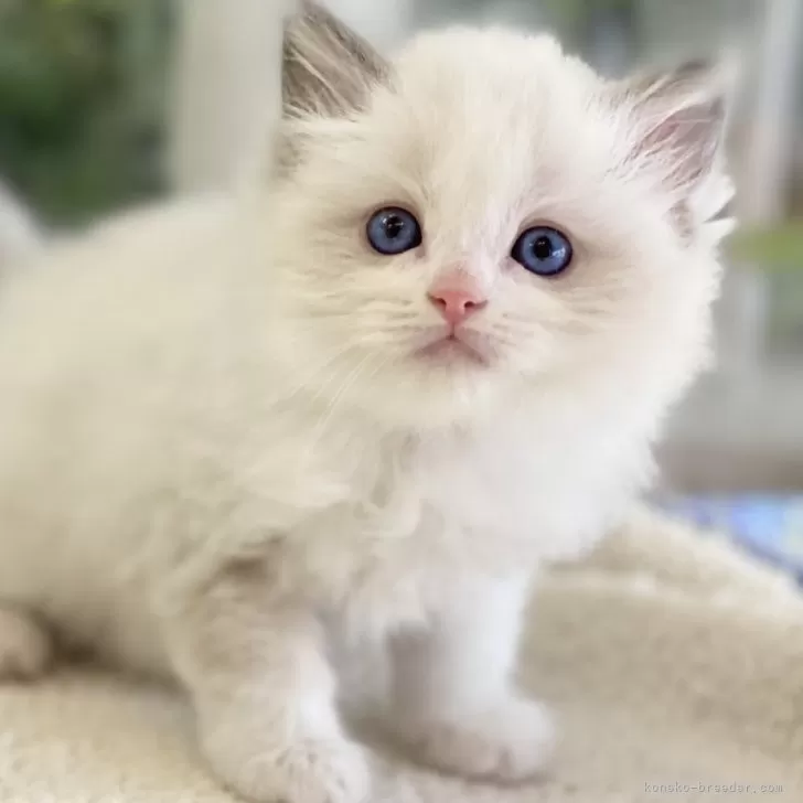 ID:2501-01155の子猫