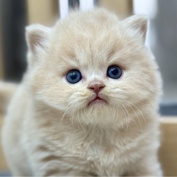 スコティッシュフォールド(立ち耳)【愛知県・男の子・2025年11月5日・クリームタビー（ロングヘア）】の写真「★可愛い　☆ふわもこ　★まんまる顔」