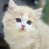 スコティッシュフォールド