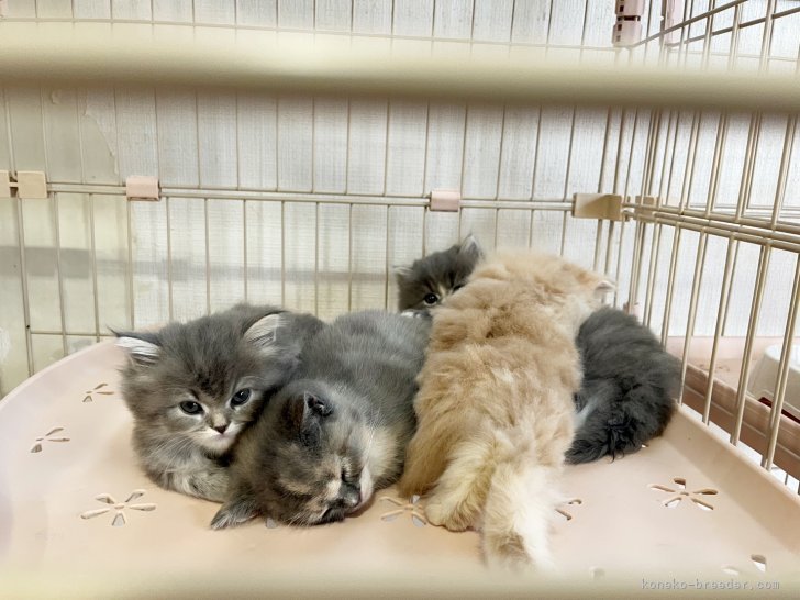 向川雪深ブリーダーのブログ：ハーレイ子ちゃんの成長記録です