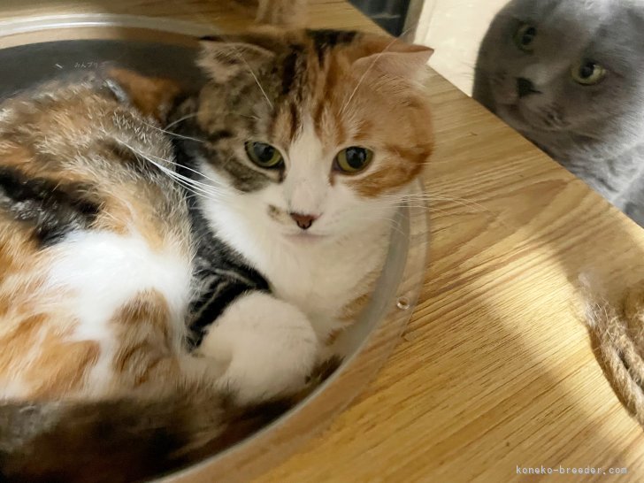 向川雪深ブリーダーのブログ：大好きなセリーナママに一生構ってもらえないブルースパパ